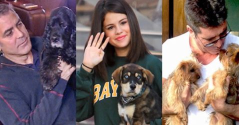 Celebrities & their beloved dogs