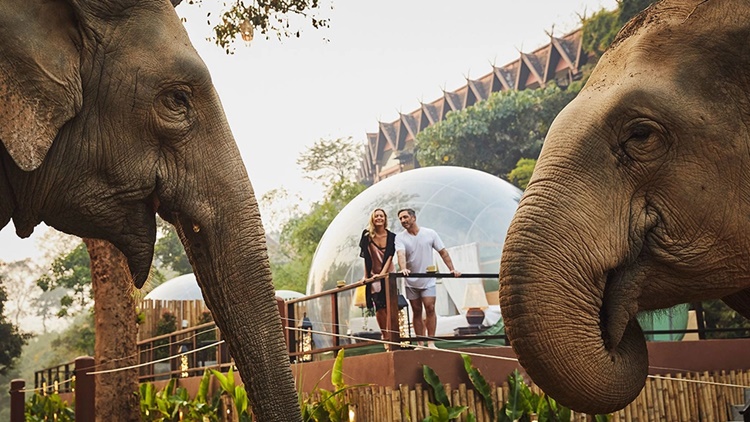 sleepover with elephants