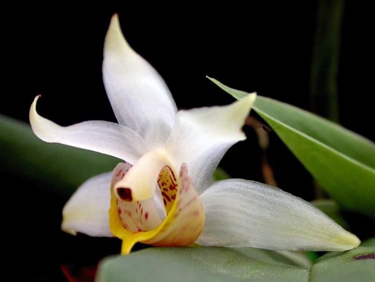 Ecuador Orchids