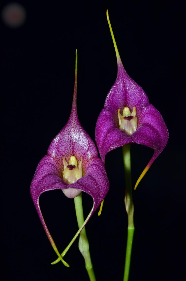 Ecuador Orchids