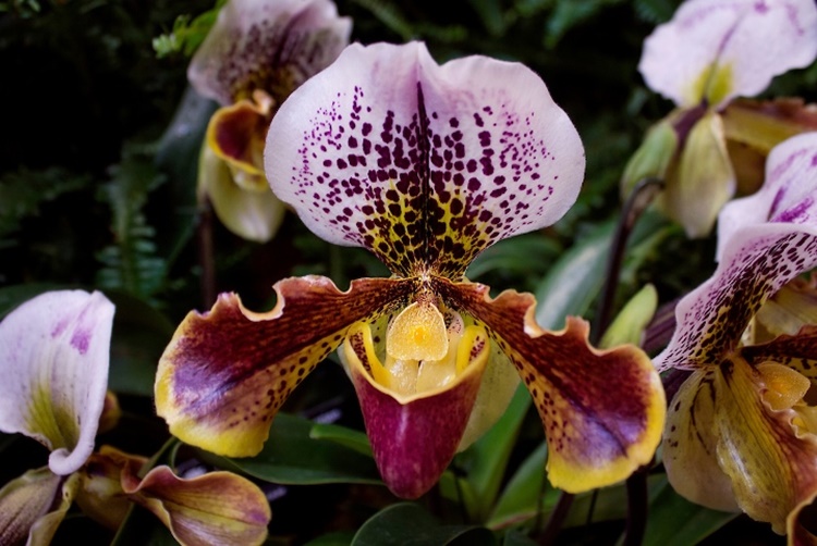 Ecuador Orchids