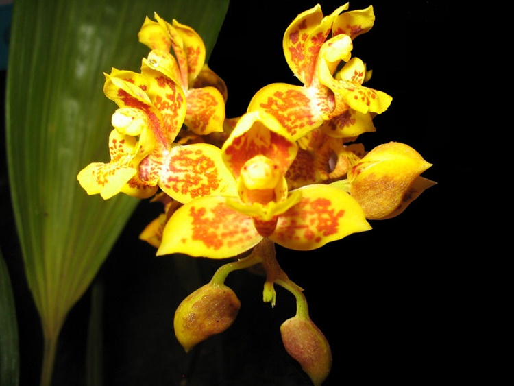 Ecuador Orchids