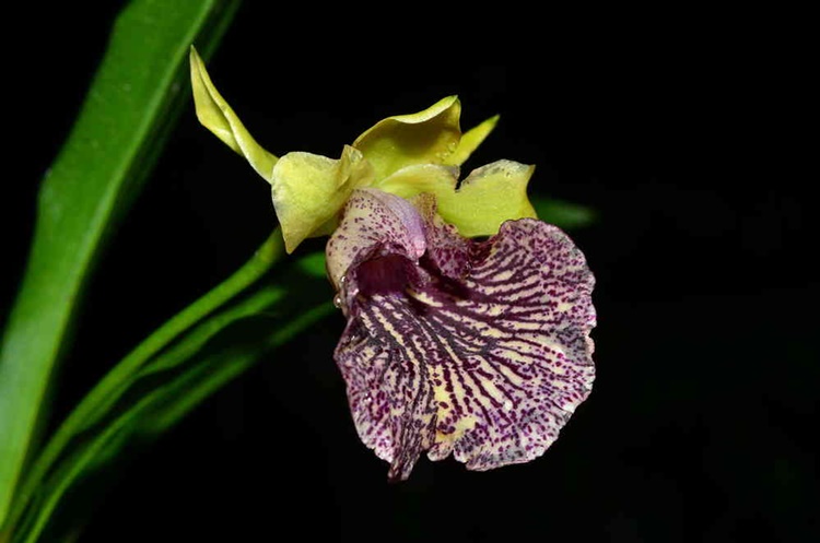Ecuador Orchids