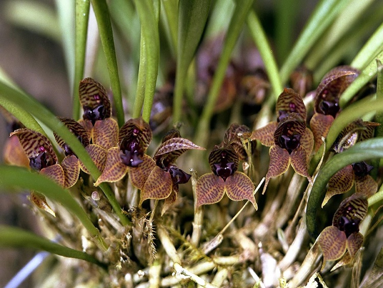 Ecuador Orchids