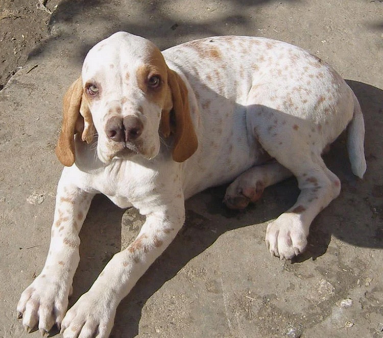 Unique Dog Breeds