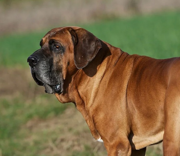 Fila Brasileiro