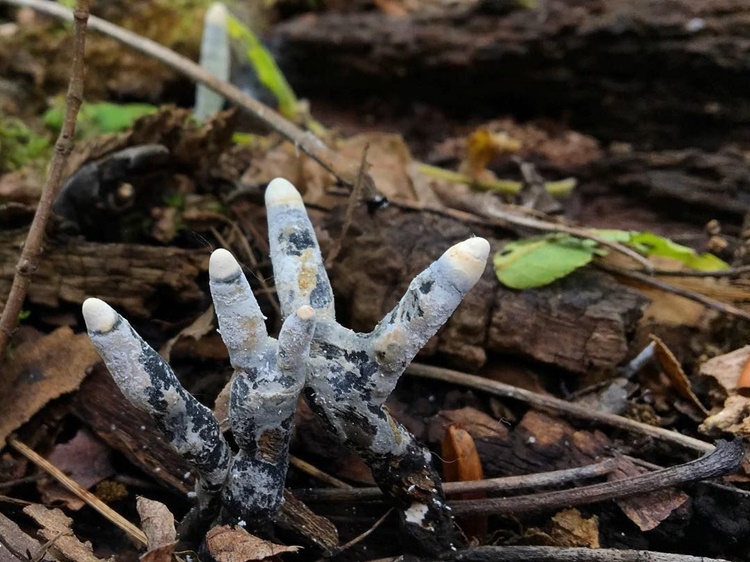 dead mans fingers fungus
