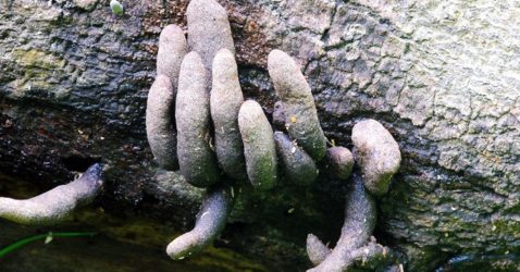 dead mans fingers fungus