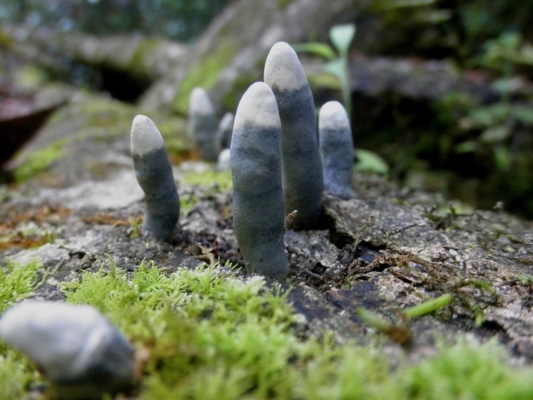 dead mans fingers fungus
