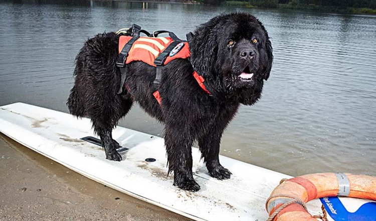 Fastest Dog To Retrieve A Person from Water