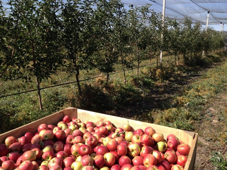 history of apples