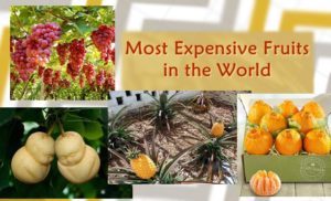 most expensive fruits
