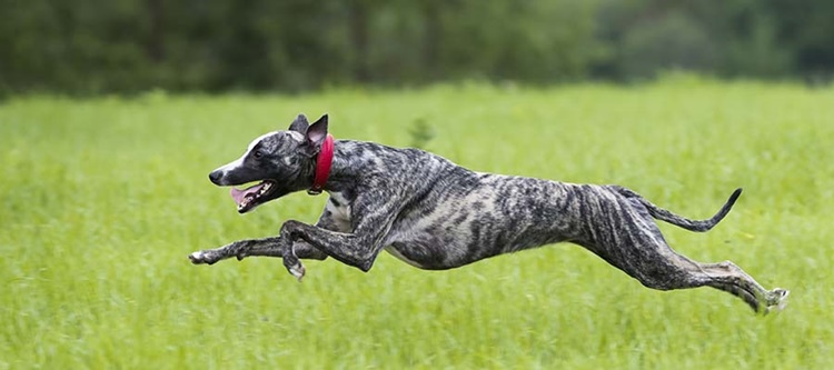 Amazing Facts about Dogs