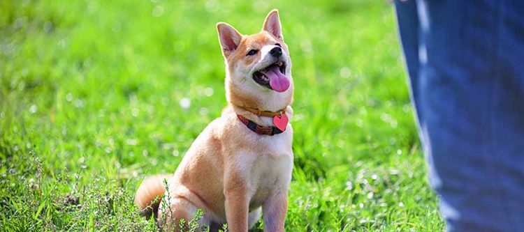 Amazing Facts about Dogs
