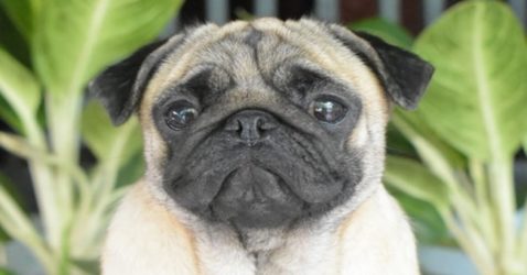 Amazing Facts about Dogs