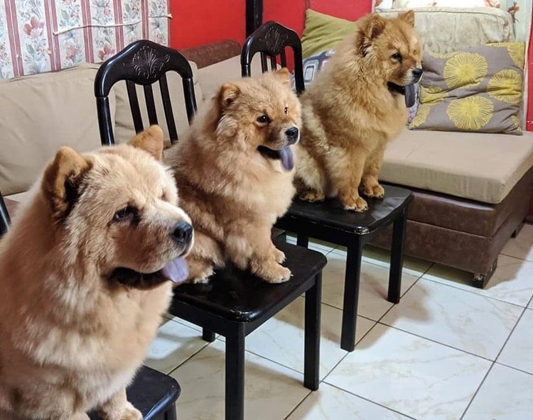 Dogs