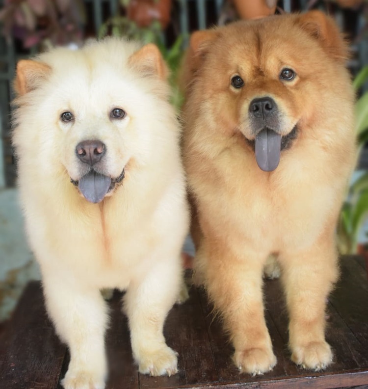 Dogs