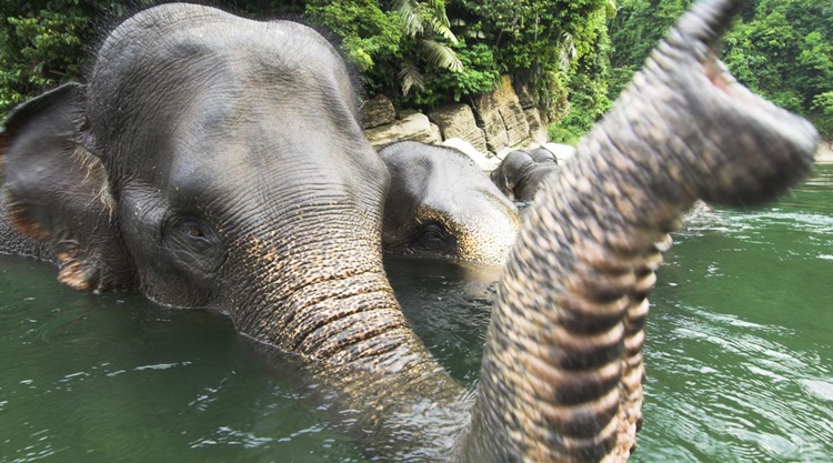 Elephant