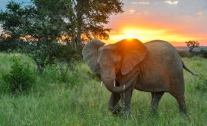 Facts About Elephants