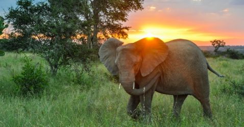 Facts About Elephants