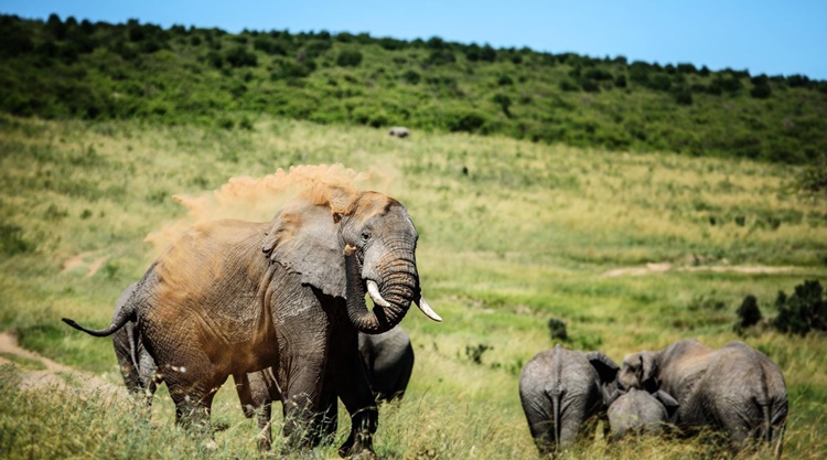 Facts About Elephants