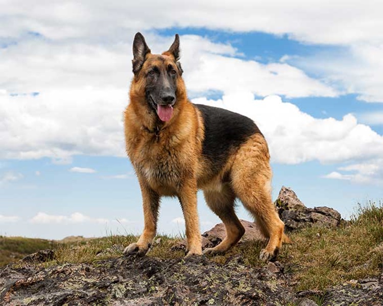 Facts About German Shepherd
