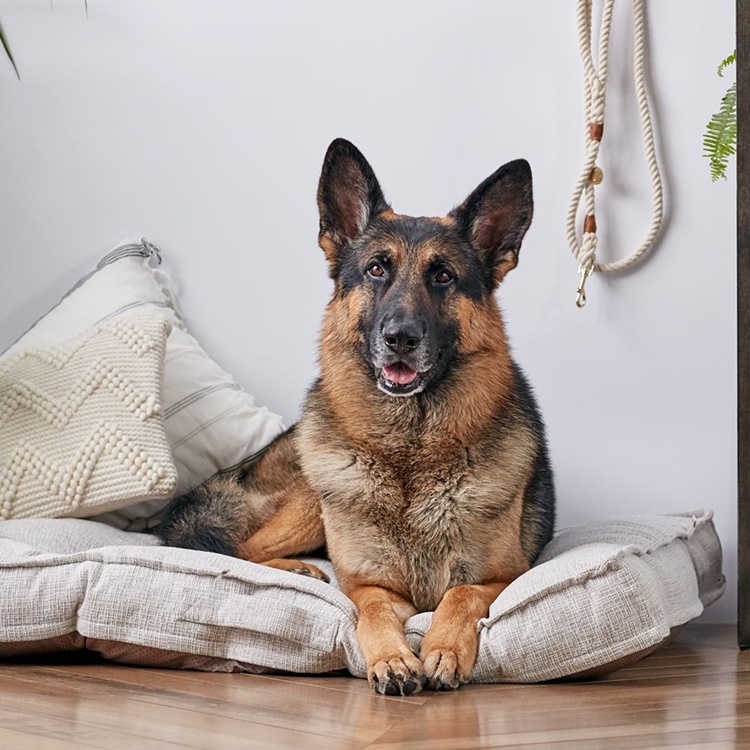 Facts About German Shepherd