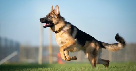 Facts About German Shepherd