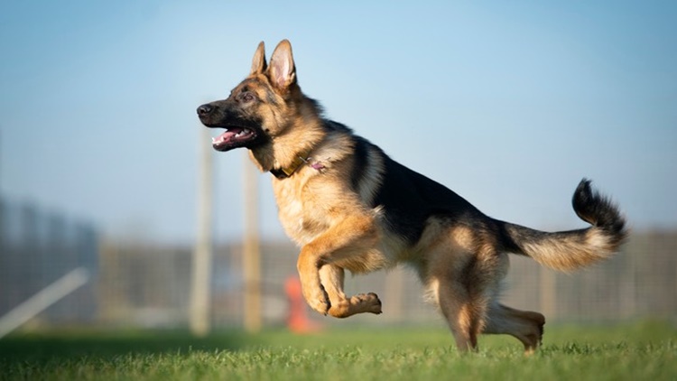 Facts About German Shepherd