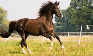 Facts About Horse