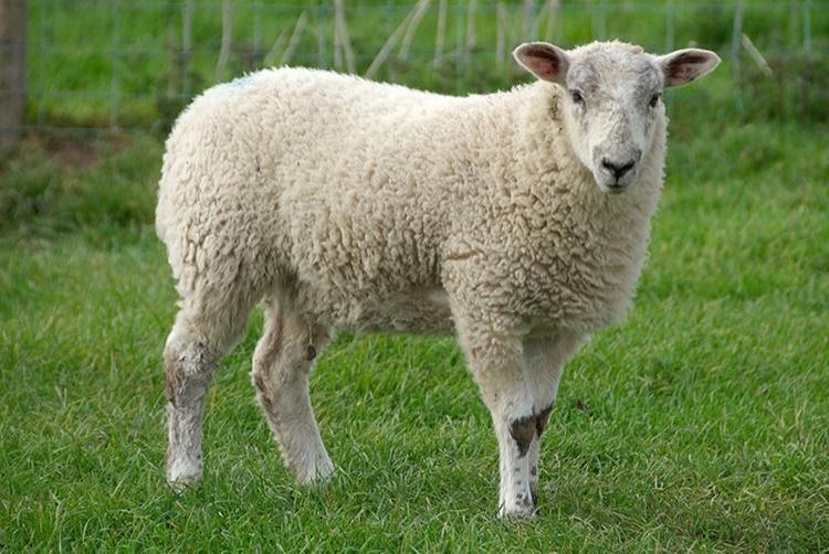 Facts About Sheep