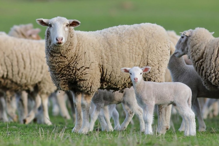 Facts About Sheep