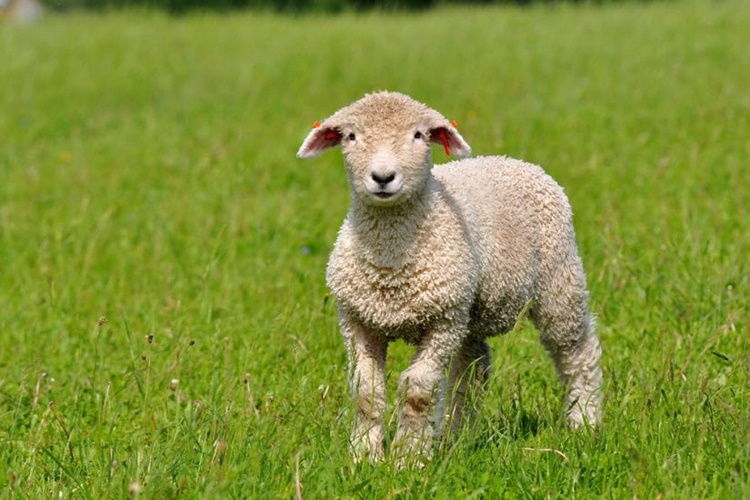 FACTS ABOUT SHEEP - 10 Things Many People Don't Know About Them