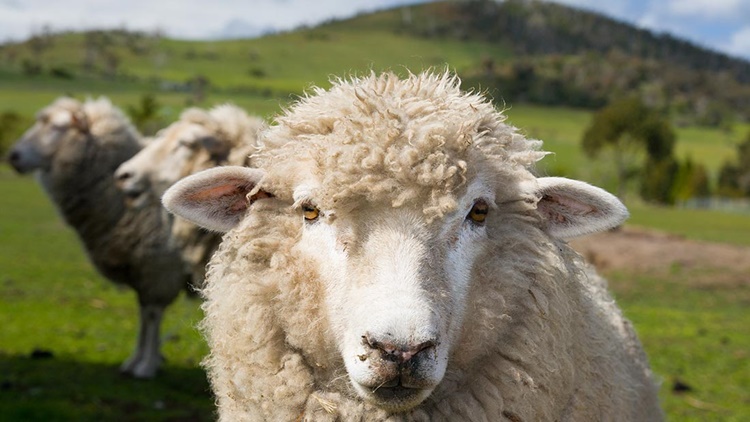 Facts About Sheep