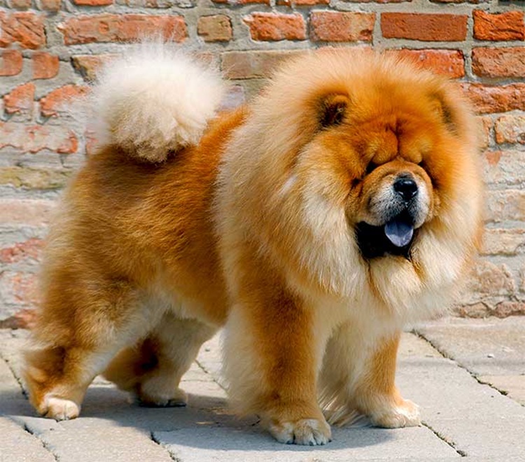 Facts about chow chow