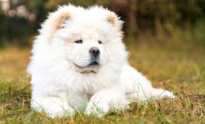Facts about chow chow