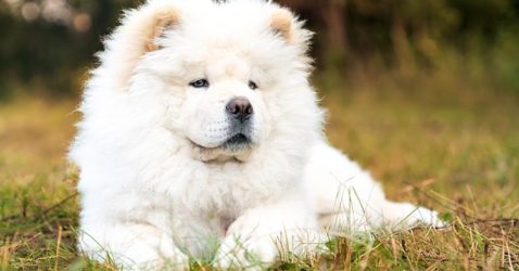 Facts about chow chow