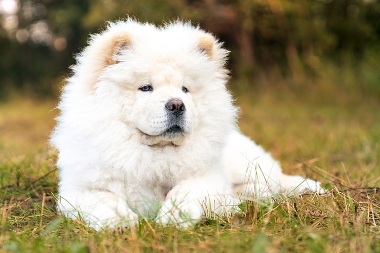 Facts about chow chow