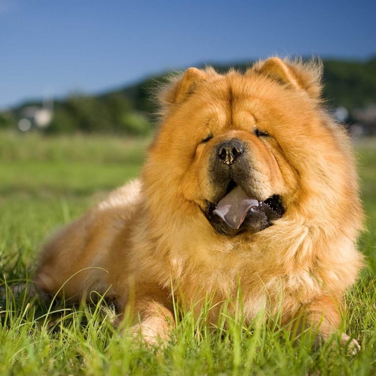 Facts About Chow Chow 10 Surprising Things About this