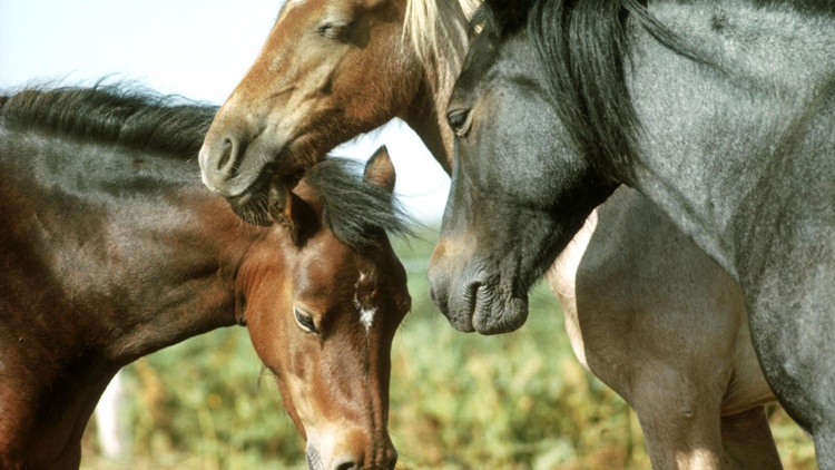 Horses