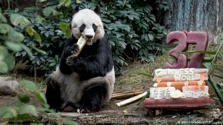 Chinese Giant Panda