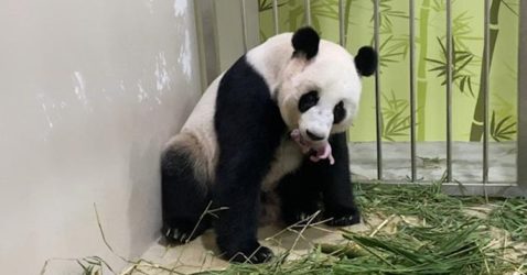 Chinese Giant Panda