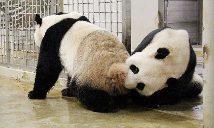 Chinese Giant Panda Jia Jia, Kai Kai