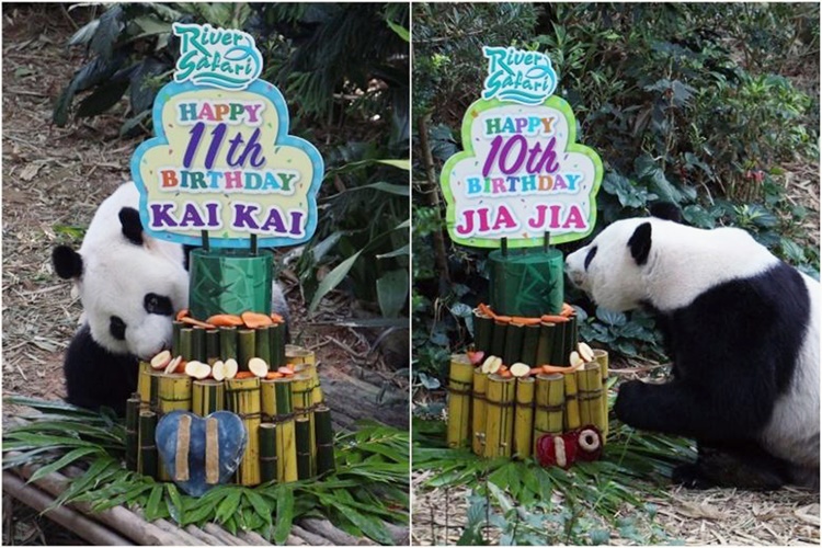 Chinese Giant Panda Jia Jia, Kai Kai