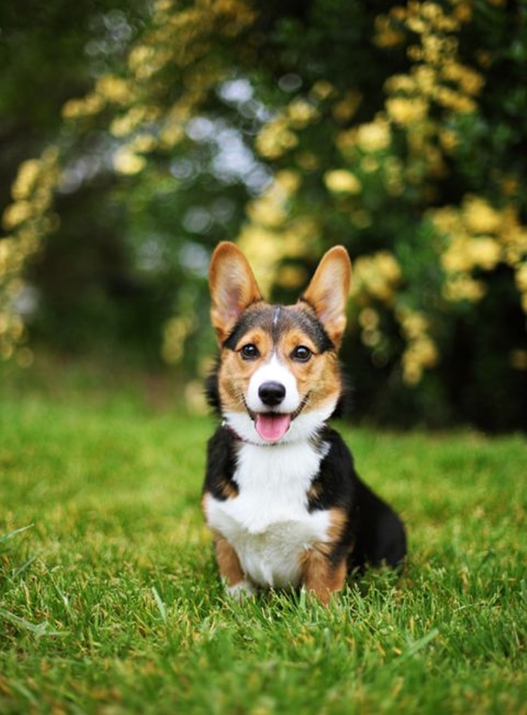 Corgi