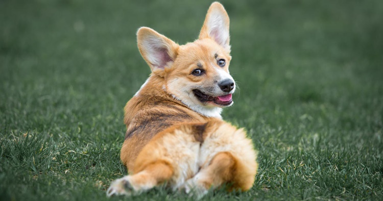 Corgi