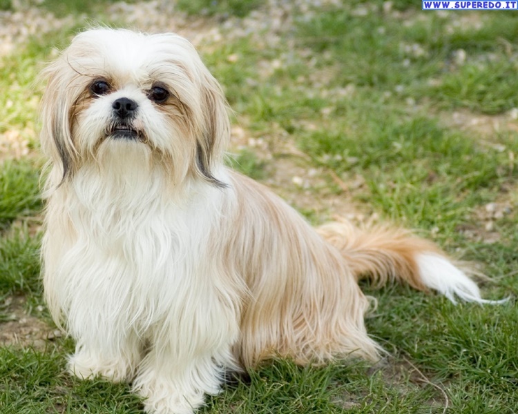 Facts About Shih Tzu
