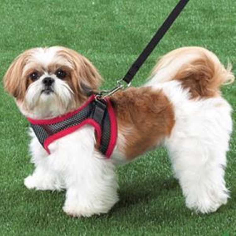 Facts About Shih Tzu