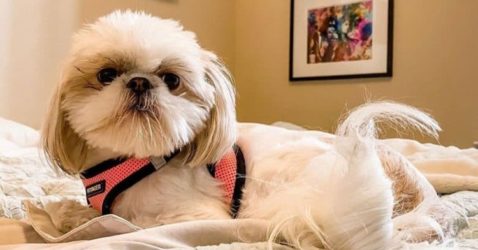 Facts About Shih Tzu
