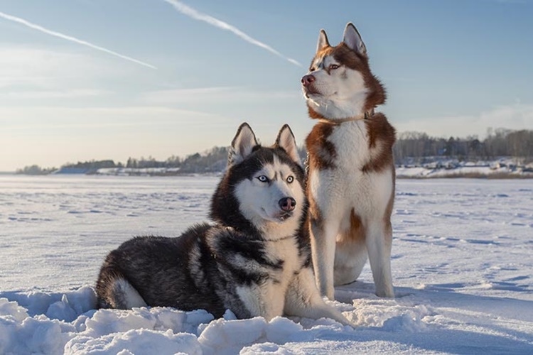 Facts About Siberian Husky